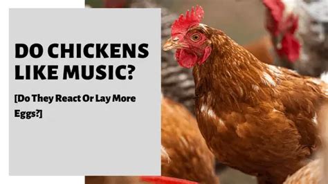 do chickens like music in the way that humans do